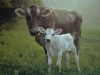 mother-cow-and-calf.jpg